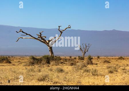KENIA - 16. AUGUST 2018: Einsamer Baum in der Savanne im Amboseli Nationalpark Stockfoto