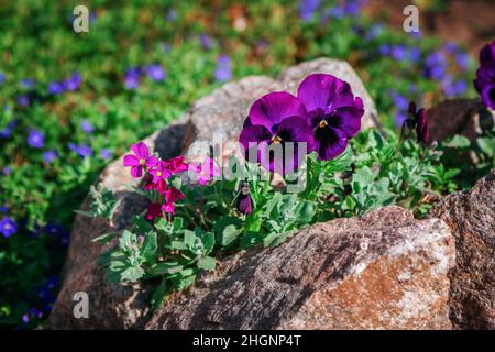 Schöne dunkelviolette Viola tricolor Blüten, die im Garten wachsen. Frühling Natur in Blüte. Stockfoto