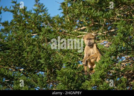 Gelber Pavian - Papio cynocephalus, großer Bodenprimat aus afrikanischen Savannen und Sträuchern, Taita-Hügeln, Kenia, Afrika. Stockfoto