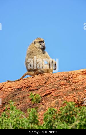 Gelber Pavian - Papio cynocephalus, großer Bodenprimat aus afrikanischen Savannen und Sträuchern, Taita-Hügeln, Kenia, Afrika. Stockfoto