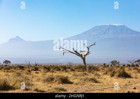 KENIA - 16. AUGUST 2018: Einsamer Baum vor dem Kilimandscharo Stockfoto