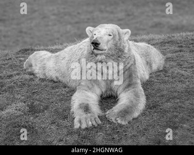 Monobild des Eisbären beim Entspannen im Yorkshire Wildlife Park, Großbritannien Stockfoto