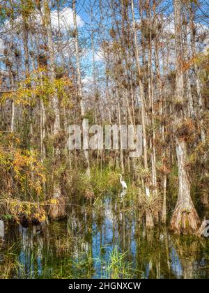 Cyrpress-Bäume im Sumpf entlang der Loop Road im Big Cypress National Preserve in Florida USA Stockfoto