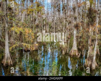 Cyrpress-Bäume im Sumpf entlang der Loop Road im Big Cypress National Preserve in Florida USA Stockfoto