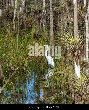 Cyrpress-Bäume im Sumpf entlang der Loop Road im Big Cypress National Preserve in Florida USA Stockfoto