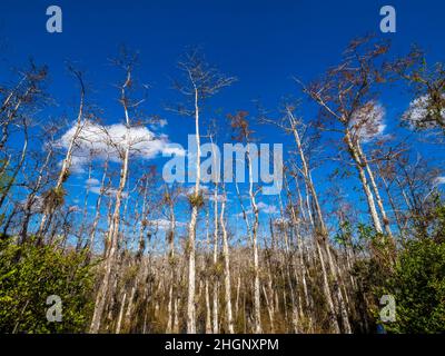 Cyrpress-Bäume im Sumpf entlang der Loop Road im Big Cypress National Preserve in Florida USA Stockfoto