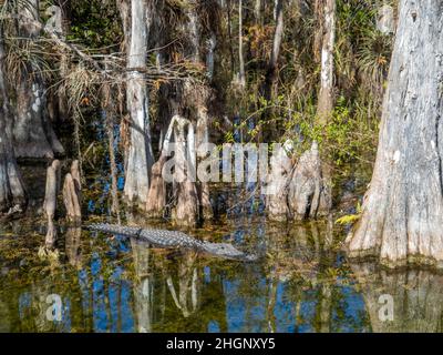 Alligaotor unter Cyrpress-Bäumen im Sumpf entlang der Loop Road im Big Cypress National Preserve in Florida USA Stockfoto