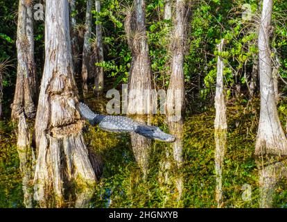 Alligaotor unter Cyrpress-Bäumen im Sumpf entlang der Loop Road im Big Cypress National Preserve in Florida USA Stockfoto