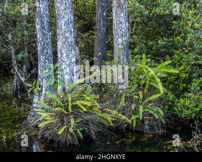 Cyrpress-Bäume im Sumpf entlang der Loop Road im Big Cypress National Preserve in Florida USA Stockfoto