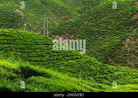 Üppig grüne Hügel der malaysischen Teeplantage Stockfoto