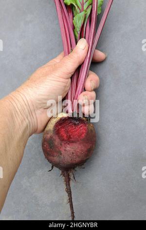 Rote Bete, Sorte Rhonda, von Nagetieren (wahrscheinlich Mäusen) genagt, ausgehöhlte oder vollständig abgefressen, Zahnspuren sichtbar. Stockfoto