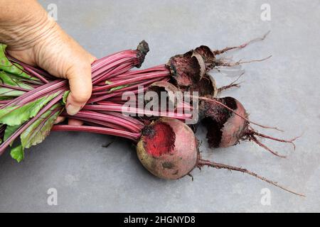 Rote Bete, Sorte Rhonda, von Nagetieren (wahrscheinlich Mäusen) genagt, ausgehöhlte oder vollständig abgefressen, Zahnspuren sichtbar. Stockfoto