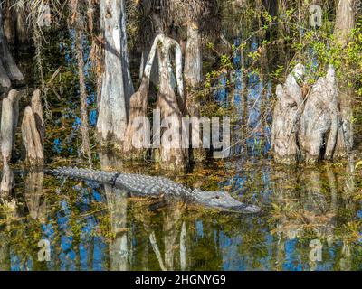 Alligaotor unter Cyrpress-Bäumen im Sumpf entlang der Loop Road im Big Cypress National Preserve in Florida USA Stockfoto