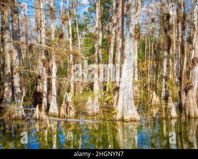 Alligaotor unter Cyrpress-Bäumen im Sumpf entlang der Loop Road im Big Cypress National Preserve in Florida USA Stockfoto