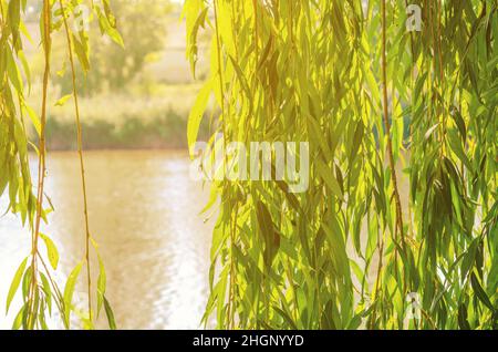 Grüne Zweige der Trauerweide über dem Fluss im Sonnenlicht. Stockfoto