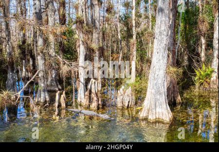 Alligaotor unter Cyrpress-Bäumen im Sumpf entlang der Loop Road im Big Cypress National Preserve in Florida USA Stockfoto