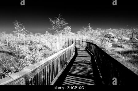 Infrarot Rote Aufnahme des Braodwalk Trails im Kirby Shoter Roadside Park im Big Cypress National Preserve im Süden Floridas, USA Stockfoto