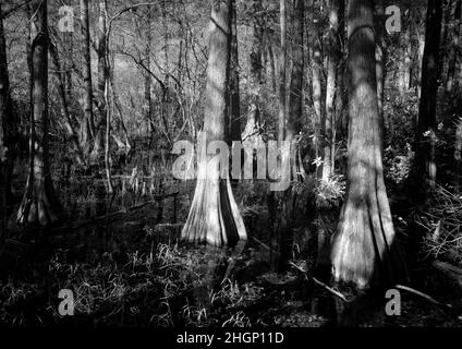 Infrarot-Rotes Bild im Kirby Storter Roadside Park im Big Cypress National Preserve in Florida USA Stockfoto