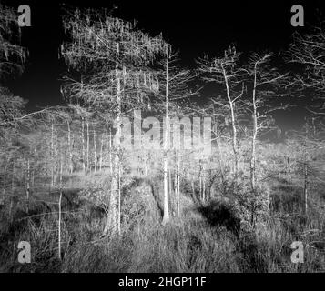 Infrarot-Rotes Bild im Kirby Storter Roadside Park im Big Cypress National Preserve in Florida USA Stockfoto