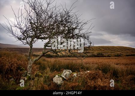 Eingeflügeltes Weißdornbaum in Irland in der Nähe des Lough Feeagh County Mayo in Irland Stockfoto