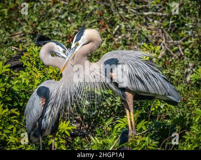 Zwei große Blaureiher interagieren miteinander in der Vogelfabrik Venice Audubon in venice Florida USA Stockfoto