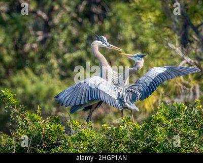 Zwei große Blaureiher interagieren miteinander in der Vogelfabrik Venice Audubon in venice Florida USA Stockfoto