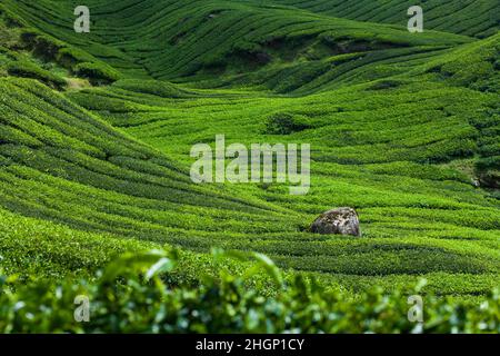 Üppig grüne Hügel mit Teeplantagen bedeckt Stockfoto