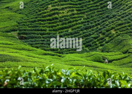 Üppig grüne Landschaft von Teeplantage Stockfoto