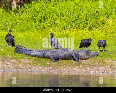 American Alligator und Black Veitures am Myakka River im Myakka River State Park in der US-amerikanischen Stadt Stockfoto