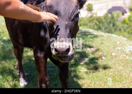 Menschliche Hand streichelt den Kopf eines jungen braunen Stiers oder einer jungen Kuh. An heißen Sommertagen grast ein schokoladenfarbenes Kalb im Schatten der Bäume. Pflege von Haustieren Stockfoto