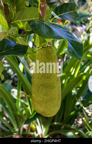 Jack Fruit Artocarpus heterophyllus grownig auf einem Baum im botanischen Garten von Puerto de la Cruz, Teneriffa, Spanien Stockfoto