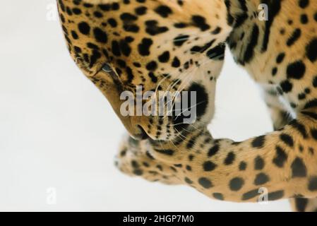 Leopard pantera padus kotiya Tier in einem Felsen Stockfoto