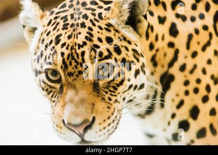 Leopard pantera padus kotiya Tier in einem Felsen Stockfoto