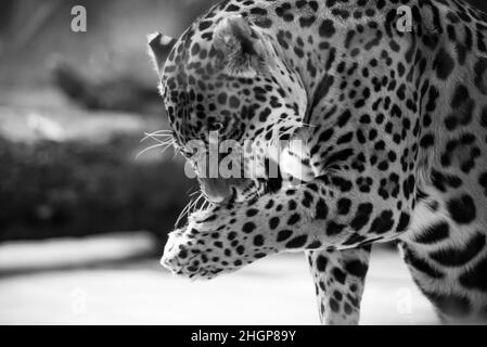 Leopard pantera padus kotiya Tier in einem Felsen Stockfoto