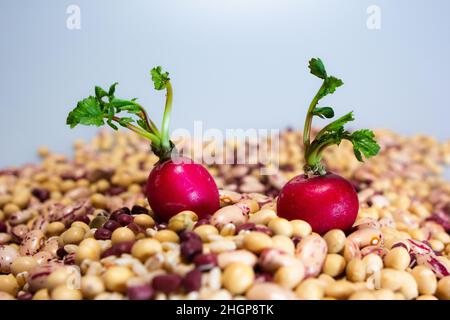 Liebe und veganes Essen: Zwei rote Radieschen auf Pinto-Bohnen, Perlgerste, Soja, Azuki-Bohnen Stockfoto