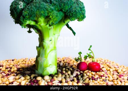 Liebe und veganes Essen: Zwei rote Radieschen unter einem Brokkoli-Baum auf Pinto-Bohnen, Perlgerste, Soja, Azuki-Bohnen Stockfoto