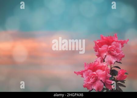 Romantische rosa Azaleen-Blüten oder Rhododendronblüten im Frühlingshintergrund. Ideal für Tapete, Hochzeit oder valentinstag Karte, Einladung. Stockfoto