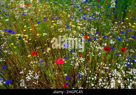 Blumenfeld in einer Berglandschaft Stockfoto