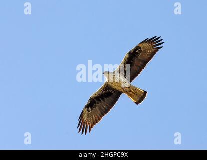 Der Adler von Bonelli (Aquila fasciata) fliegt Stockfoto