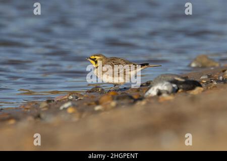 Shorelark (Eremophila alpestris) Kessingland Suffolk GB Großbritannien Januar 2022 Stockfoto