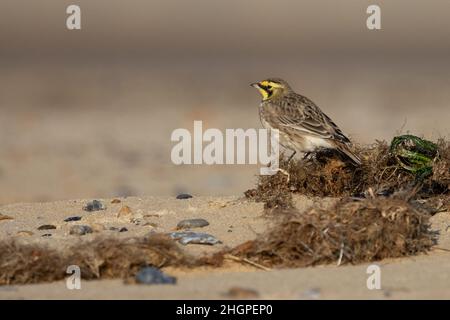 Shorelark (Eremophila alpestris) Kessingland Suffolk GB Großbritannien Januar 2022 Stockfoto