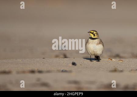 Shorelark (Eremophila alpestris) Kessingland Suffolk GB Großbritannien Januar 2022 Stockfoto