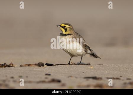 Shorelark (Eremophila alpestris) Kessingland Suffolk GB Großbritannien Januar 2022 Stockfoto