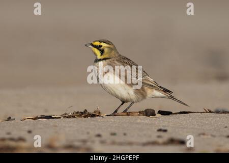 Shorelark (Eremophila alpestris) Kessingland Suffolk GB Großbritannien Januar 2022 Stockfoto