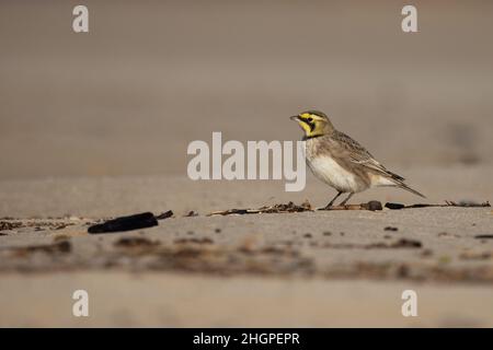 Shorelark (Eremophila alpestris) Kessingland Suffolk GB Großbritannien Januar 2022 Stockfoto