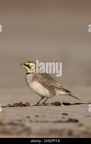 Shorelark (Eremophila alpestris) Kessingland Suffolk GB Großbritannien Januar 2022 Stockfoto