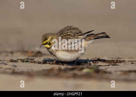 Shorelark (Eremophila alpestris) Kessingland Suffolk GB Großbritannien Januar 2022 Stockfoto