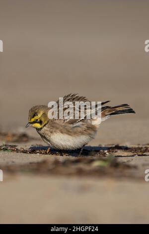 Shorelark (Eremophila alpestris) Kessingland Suffolk GB Großbritannien Januar 2022 Stockfoto