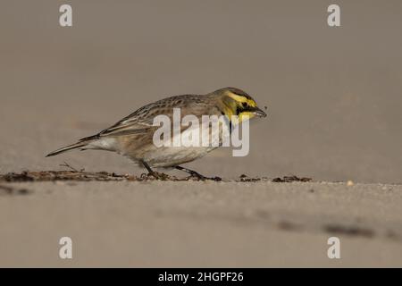 Shorelark (Eremophila alpestris) Kessingland Suffolk GB Großbritannien Januar 2022 Stockfoto