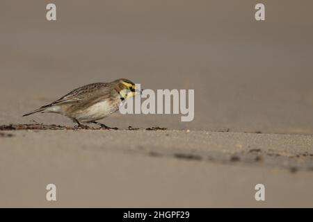 Shorelark (Eremophila alpestris) Kessingland Suffolk GB Großbritannien Januar 2022 Stockfoto